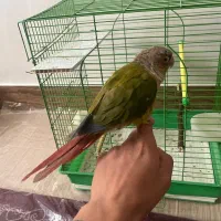 طوطی گرینچیک|پرنده|شهرکرد, |دیوار