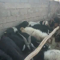 ۱۲راس‌پازن هم برای بذری خوبه هم برای پرواربندی|حیوانات مزرعه|نی‌ریز, |دیوار