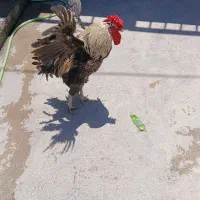 خروس کردی چهل تاج خوشگل