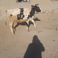 گوساله هلشتاین|حیوانات مزرعه|صحنه, |دیوار