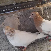 سلام ۱جفت کله زرد فروشی ۷۵۰