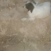 واگزاری سگ پاپی مولد،ژرمن شپراصل ،پتی بول اصل نر