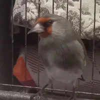 سهره کرمانی