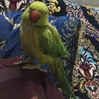 طوطی ملنگو گم شده|پرنده|یزد, |دیوار