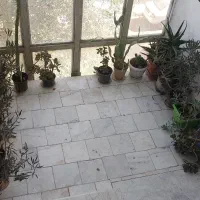 گل اپارتمانی