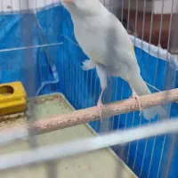 قناری دوعددسفیدوابلغ|پرنده|خمینی‌شهر, |دیوار