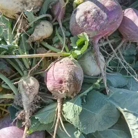 شلغم محلی شیرین بافت روستای گوشک علیا