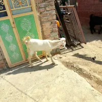 اسباب بازی بچه گوسفند معاوضه با گوشی|اسباب‌بازی بچه|ایرانشهر, |دیوار