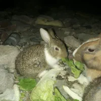 خرگوش|موش و خرگوش|رامهرمز, |دیوار