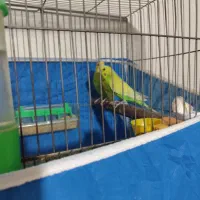 فروش فوق العاده مرغش مولد با جوجه|پرنده|شهرکرد, |دیوار