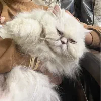 گربه پرشین|گربه|یزد, |دیوار