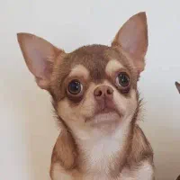 سگ شیهواوا چیهواوا شی واوا چی واوا شیهواهوا