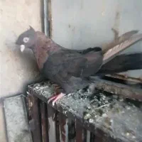 کبوتر بزن