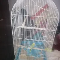 قفس بزرگ همراه یک جفت مرغ عشق