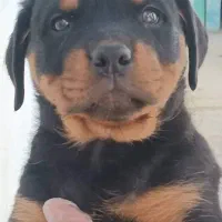 توله سگ روتوایلر سایز بزرگ