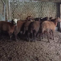 بره نر|حیوانات مزرعه|سورک, |دیوار