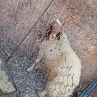 وران چوار خلت