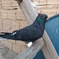 کبوتر ذاغ دم سفید نشوندار