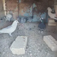 چند عدد کبوتر فروشی