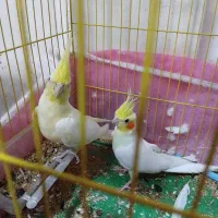 عروس هلندی2عدد سالم به علت کمبود جا به فروش می رسد