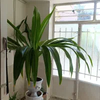 گل سوسن عنکبوتی بزرگ