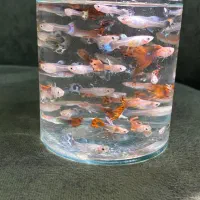 ماهی گوپی بالغ و بچه|ماهی|هشتگرد, شهرک آفتاب|دیوار