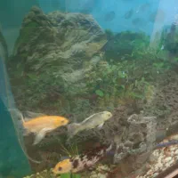 آکواریوم و انواع ماهی گوشتخوار و گیاه خوار