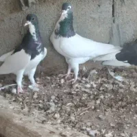 کفتر نروماده یال روی تخم هستن
