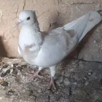 سه تا کبوتر|پرنده|آشخانه, |دیوار