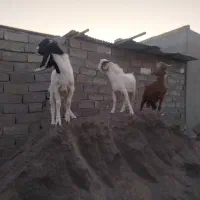 چهار تا کهره
