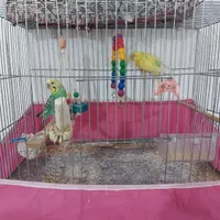 یک جفت مرغ عشق