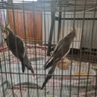 یک جفت عروس هلندی مولد|پرنده|محمودآباد, |دیوار