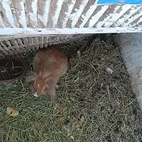 خرگوش لوپ نسکافه ای نر