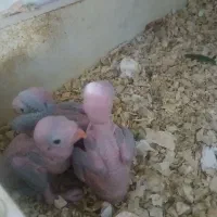 جوجه طوطی ملنگو سبز