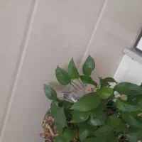 گمشد|پرنده|اردکان, |دیوار