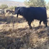 ا تا|حیوانات مزرعه|چرداول, |دیوار