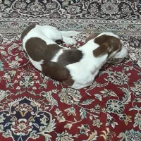 سگ پاکوتاه اشپیتز آلمانی|سگ|مشهد, نوده|دیوار