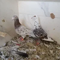 کفتر|پرنده|شیراز, حجت آباد|دیوار