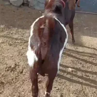 بز نربز|حیوانات مزرعه|مرزداران, |دیوار