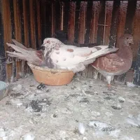 کبوتر پرشی همراه جفت کن آهنی