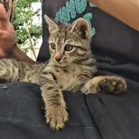 بچه گربه ناز