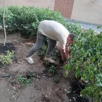 خدمات پیوندی باغبانی سم پاشی طرح فضای باغچه|خدمات باغبانی و درختکاری|تهران, شهرک غرب|دیوار