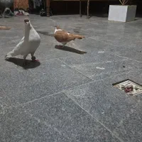 کبوتر پلاس|پرنده|قم, حنیف نژاد|دیوار