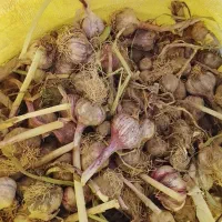 سیر.