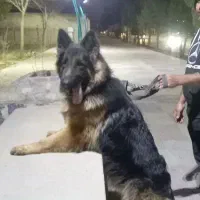 سگ ژرمن تفت