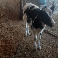 گوساله کور|حیوانات مزرعه|شباب, |دیوار