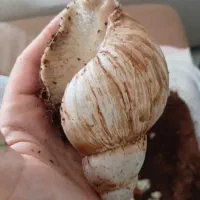 حلزون|خزنده|گناباد, |دیوار