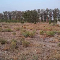 ۴۵۰مترزمین درفرهودیه هشتگرد زیرقیمت منطقه|فروش زمین و ملک کلنگی|تنکمان, |دیوار