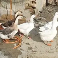 قوغاز وغاز معمولی