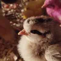 جوجه محلی و کاکلی و اردک